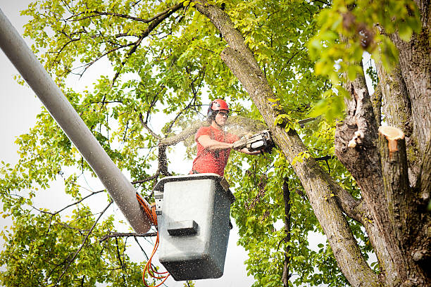 How Our Tree Care Process Works  in  Meadow Woods, FL