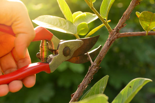 Professional Tree Removal Services in Meadow Woods, FL